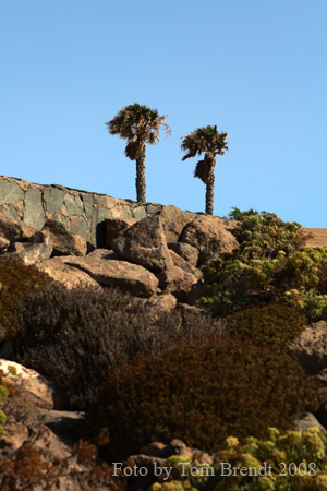 Pozo Palms